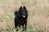 SCHIPPERKE 207